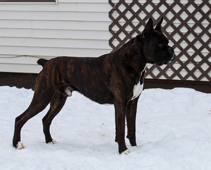 what is a reverse brindle boxer